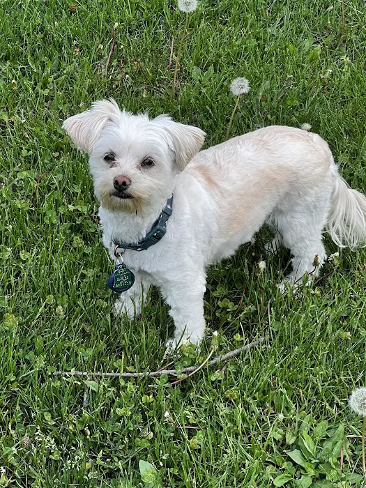 Blissfield Veterinary Services 6