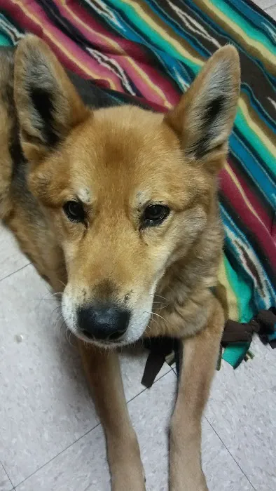 Blissfield Veterinary Services: Griffes Susan DVM 1