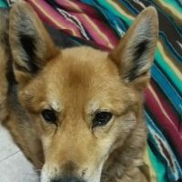 Blissfield Veterinary Services: Griffes Susan DVM ico
