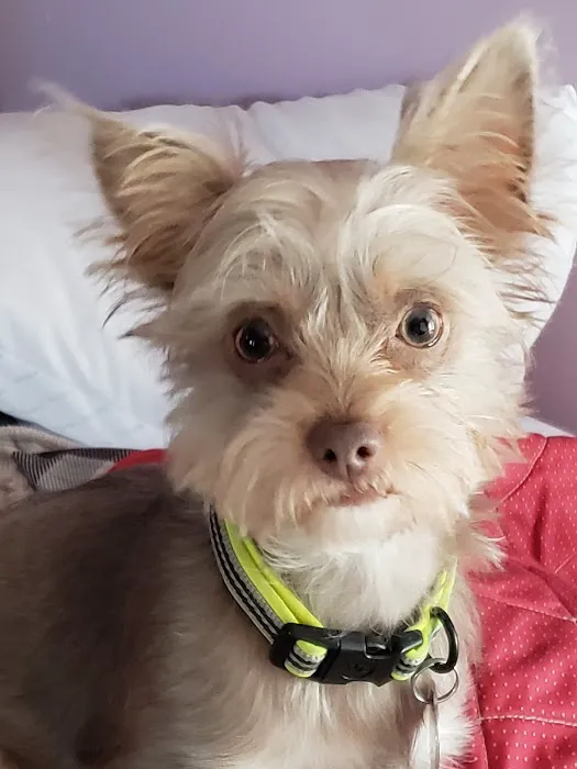 Blissfield Veterinary Services: Griffes Susan DVM 2