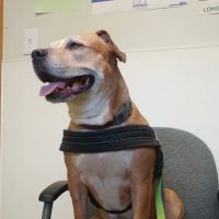 Irwin Avenue Animal Hospital ico