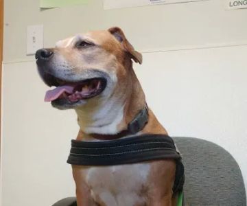 Irwin Avenue Animal Hospital