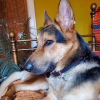 Gaide Veterinary Hospital: Gaudem Dale K DVM ico