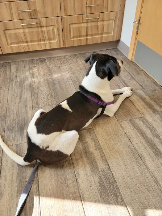 Five Points Animal Hospital 1