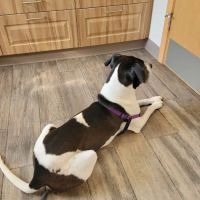 Five Points Animal Hospital ico