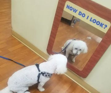 Petco