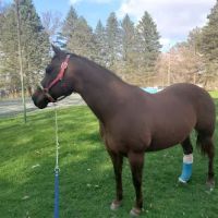 Countryside Veterinary Service, P.C. ico