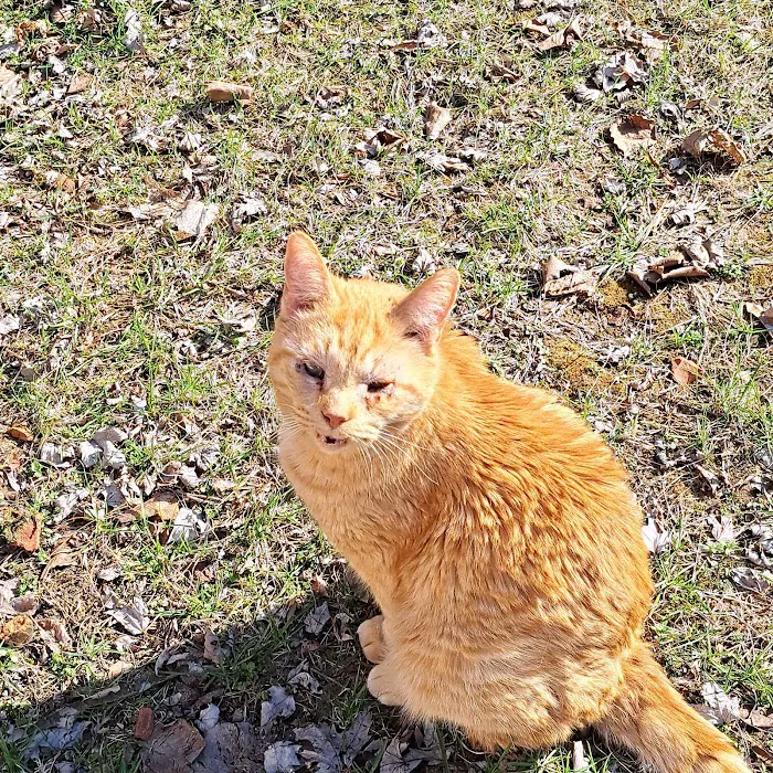 Concord Veterinary Clinic 6