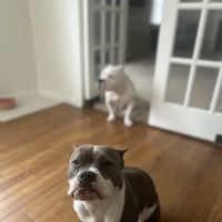 Concord Veterinary Clinic ico