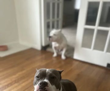 Concord Veterinary Clinic