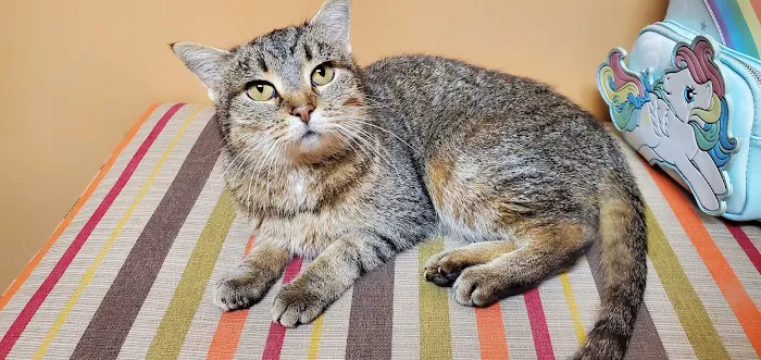 Arbor Hills Veterinary Clinic 6