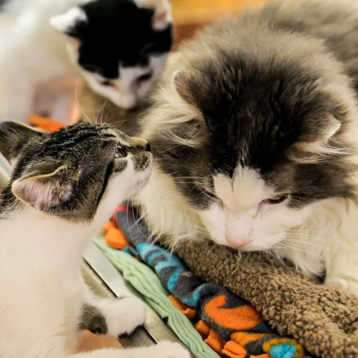 Kibby Park Animal Hospital 5
