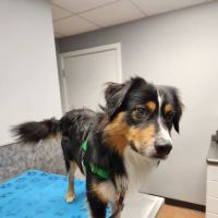 Kibby Park Animal Hospital ico
