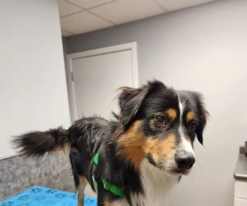 Kibby Park Animal Hospital