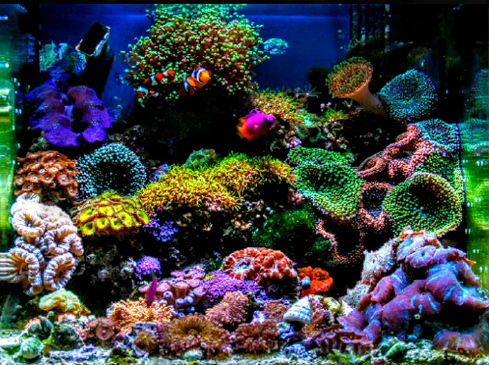Koran Tropical Fish 10