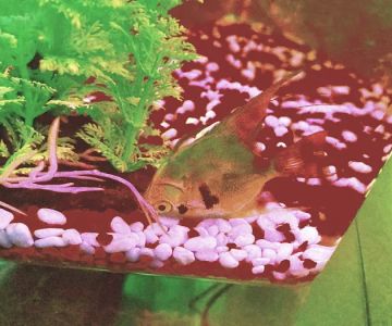 Koran Tropical Fish