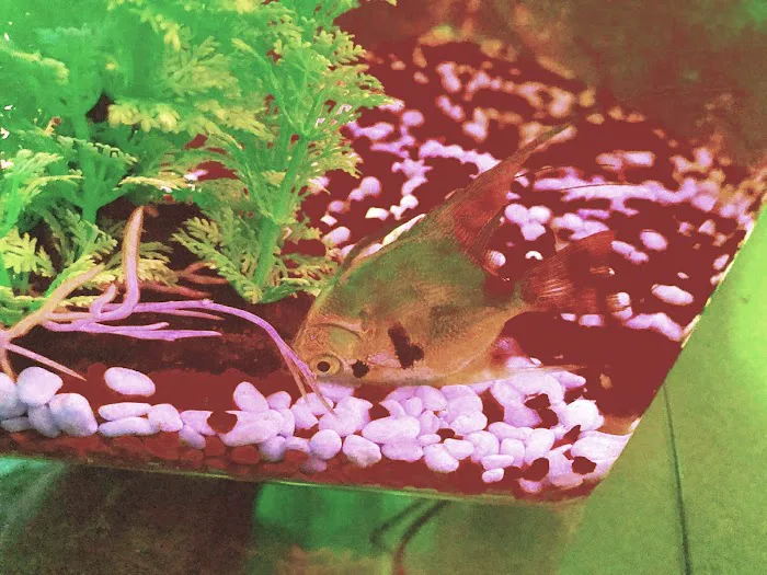 Koran Tropical Fish 3