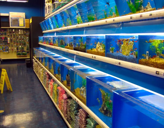 Koran Tropical Fish 6