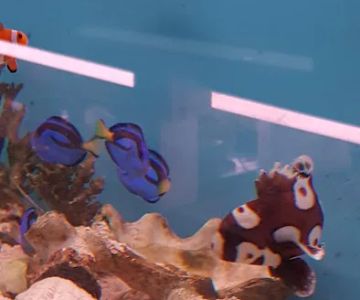 Yo's Aquarium