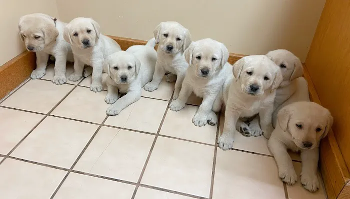 Smith Veterinary Hospital 12