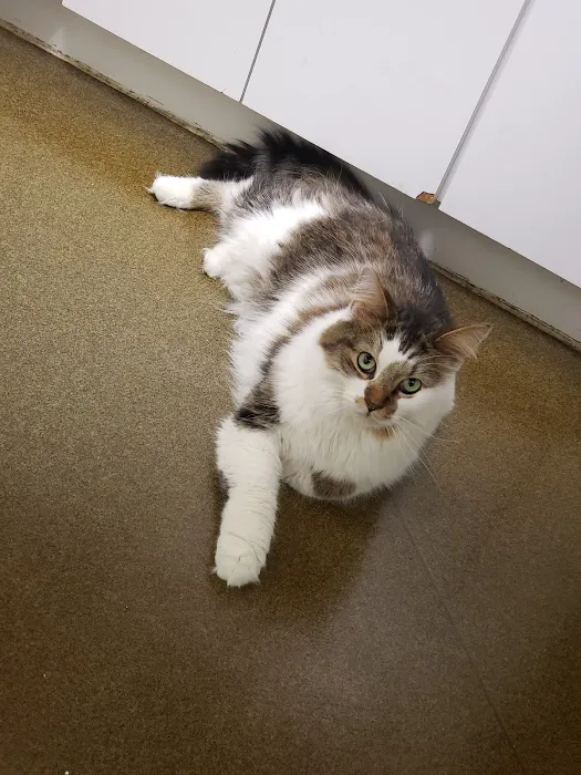 Pet Authority Animal Hospital 2