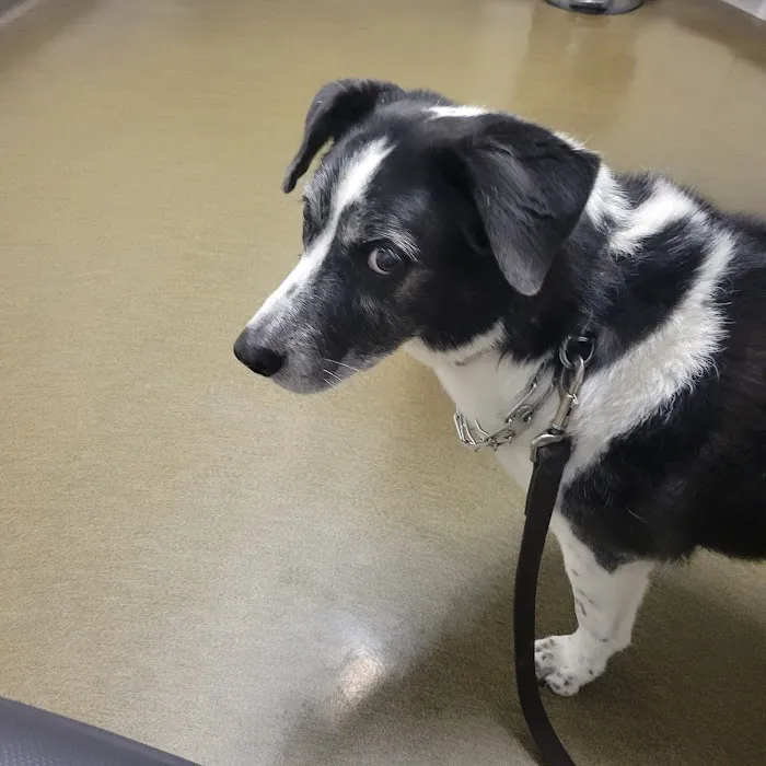 Pet Authority Animal Hospital 3