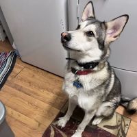 PetVet Vaccination Clinic ico
