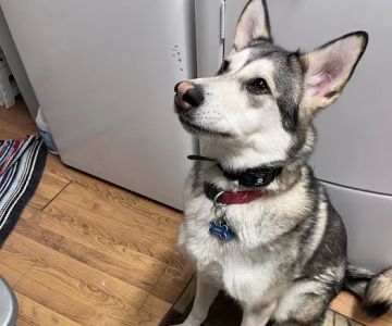 PetVet Vaccination Clinic