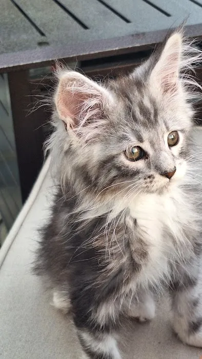 PetVet Vaccination Clinic 4