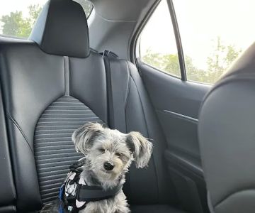 Joy Ride Harness