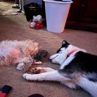 Airport Veterinary Hospital ico