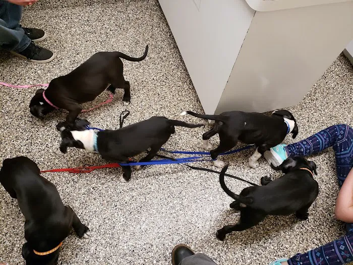Airport Veterinary Hospital 4