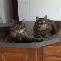 Exclusively Cats Veterinary Hospital ico