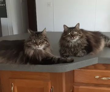 Exclusively Cats Veterinary Hospital