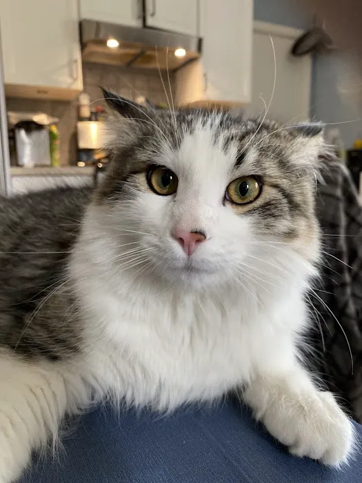 Exclusively Cats Veterinary Hospital 3