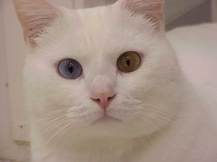 Exclusively Cats Veterinary Hospital 10