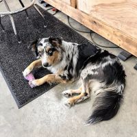Orion Animal Hospital ico