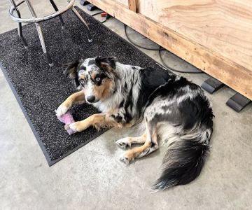 Orion Animal Hospital