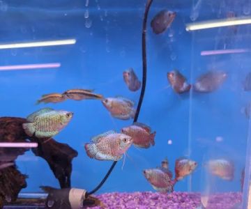 Tokyo Aquarium
