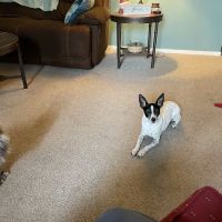 Banfield Pet Hospital ico