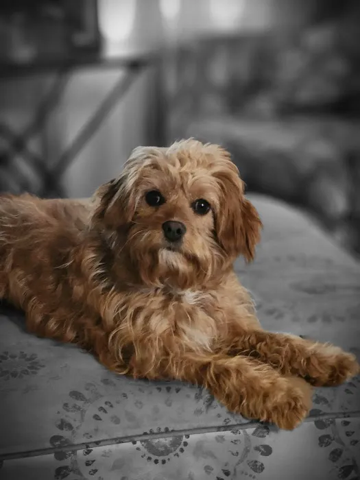 Banfield Pet Hospital 2