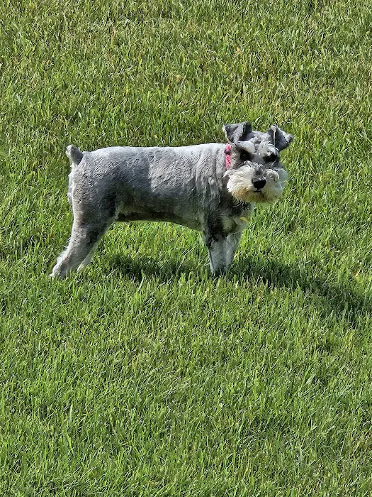 Family Pet Practice 7