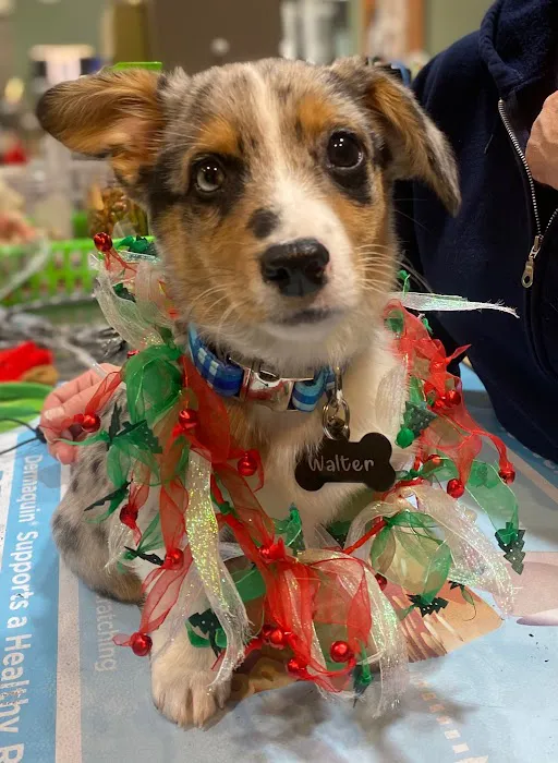 Family Pet Practice 1