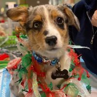 Family Pet Practice ico