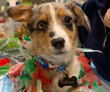 Family Pet Practice
