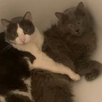 Waterford Animal Clinic ico