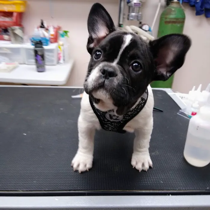 Waterford Animal Clinic 3