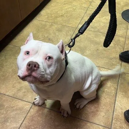 Waterford Animal Clinic 2