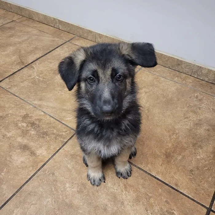 Waterford Animal Clinic 4