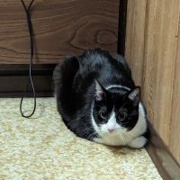 Windsor Animal Clinic: Cripps Jeff L DVM ico